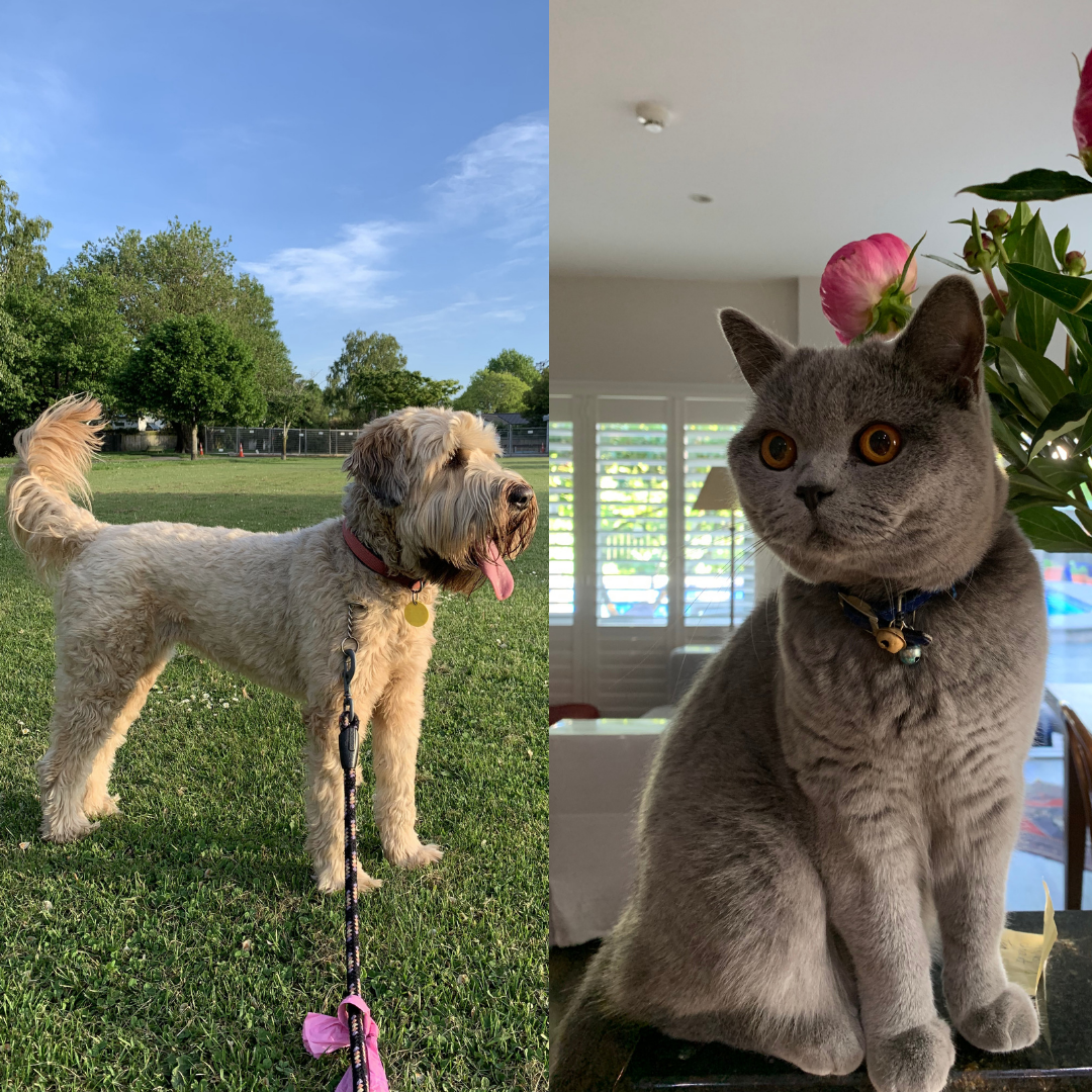 The cats and dogs of golf